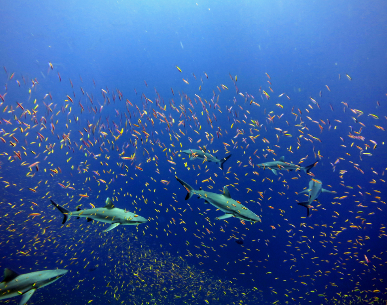 NOAA ProTech Fisheries 2.0